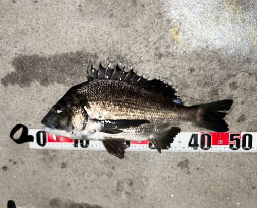 チヌの釣果