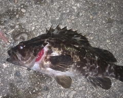 タケノコメバルの釣果