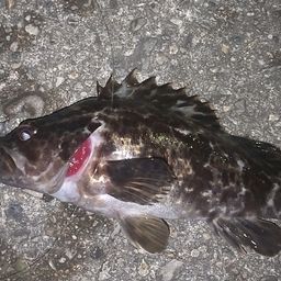 タケノコメバル