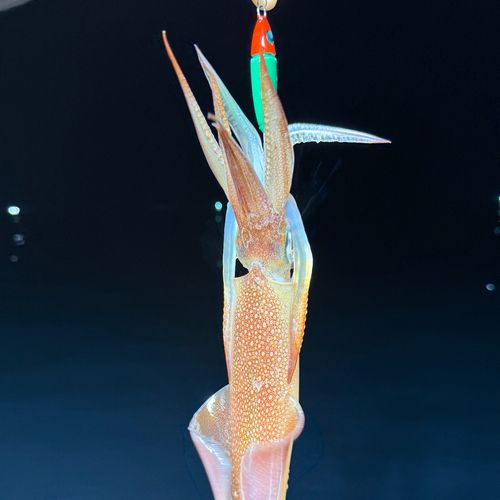 ケンサキイカの釣果