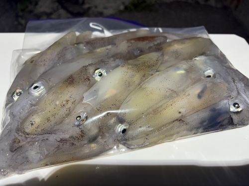 マメイカの釣果