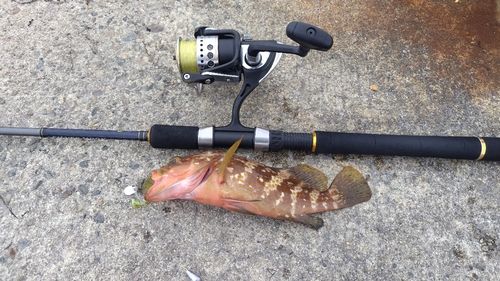 キジハタの釣果