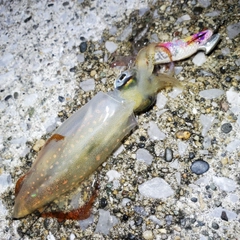 ケンサキイカの釣果