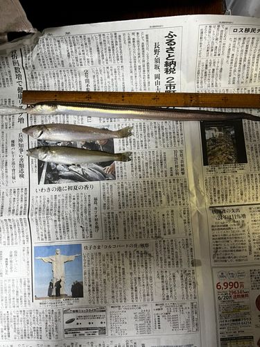 キスの釣果