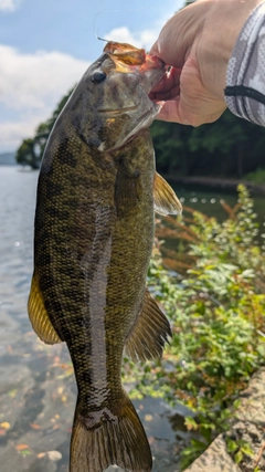 スモールマウスバスの釣果