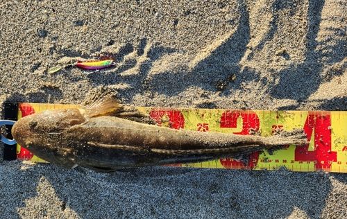 マゴチの釣果