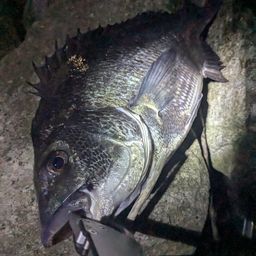 クロダイ