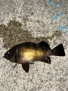 メバルの釣果