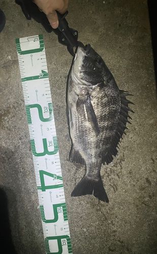 クロダイの釣果