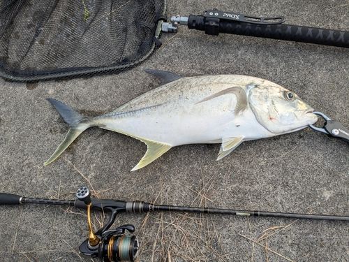 オニヒラアジの釣果