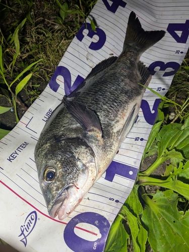 クロダイの釣果