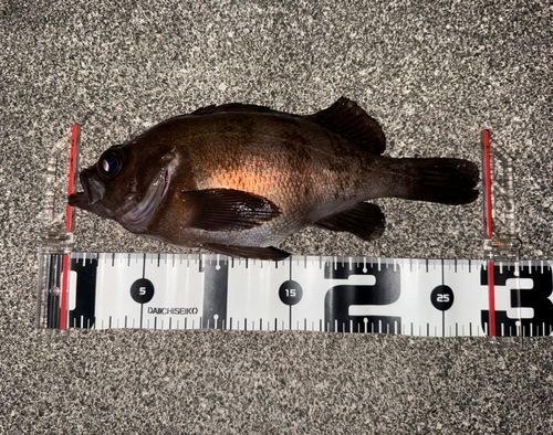 メバルの釣果