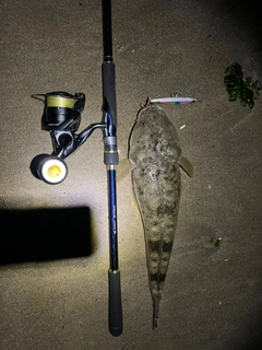 マゴチの釣果
