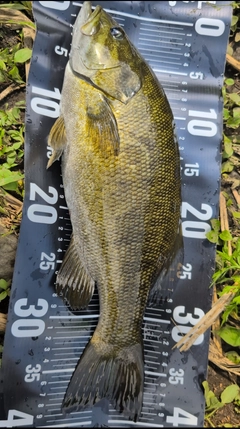 スモールマウスバスの釣果