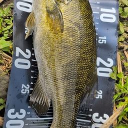 スモールマウスバス