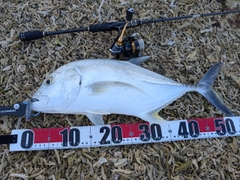 ロウニンアジの釣果