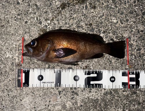 メバルの釣果