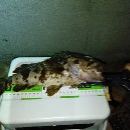 タケノコメバル
