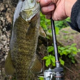 スモールマウスバス