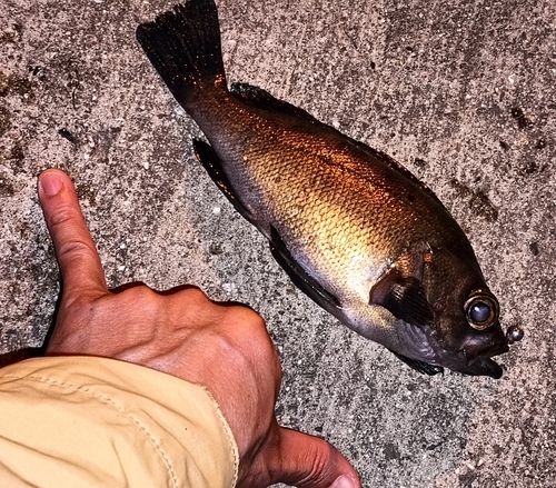 クロメバルの釣果