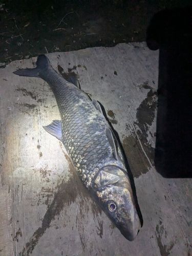 ニゴイの釣果