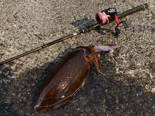 モンゴウイカの釣果