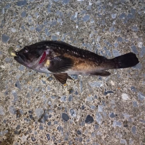 クロソイの釣果
