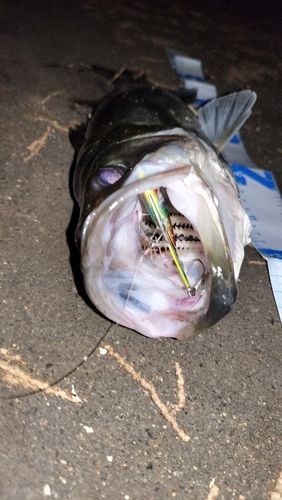 シーバスの釣果