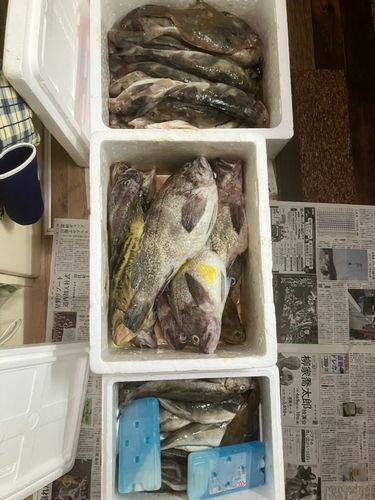 ホッケの釣果