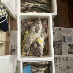 ホッケ