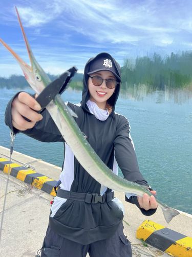 ダツの釣果