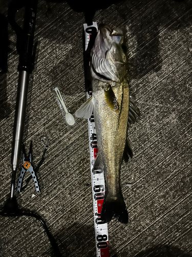 シーバスの釣果