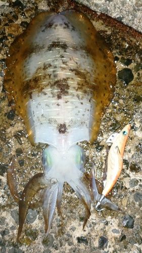 アオリイカの釣果