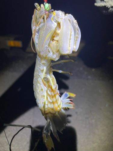 シャコの釣果