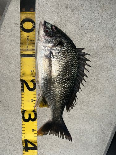 キビレの釣果