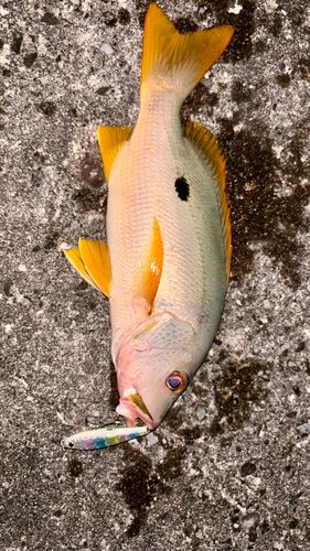 イッテンフエダイの釣果
