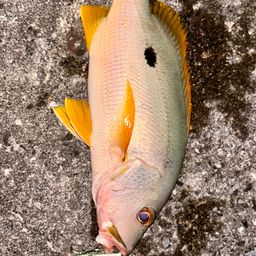 イッテンフエダイ