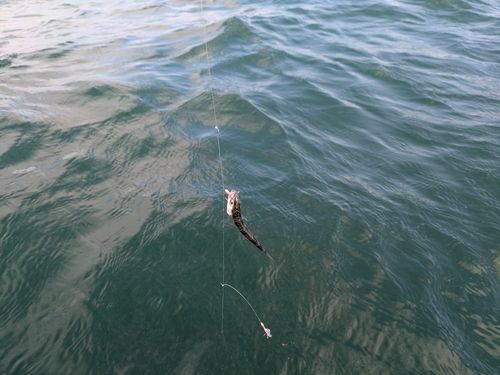 サバの釣果