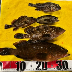 アコウの釣果