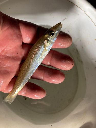 シロギスの釣果
