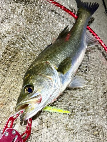 フッコ（マルスズキ）の釣果