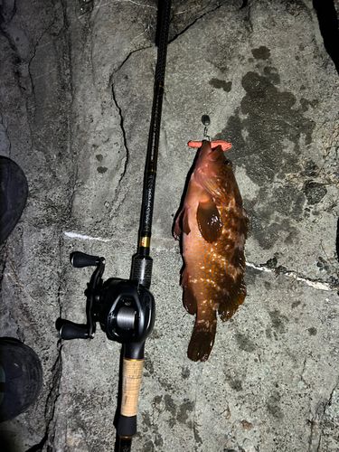 キジハタの釣果
