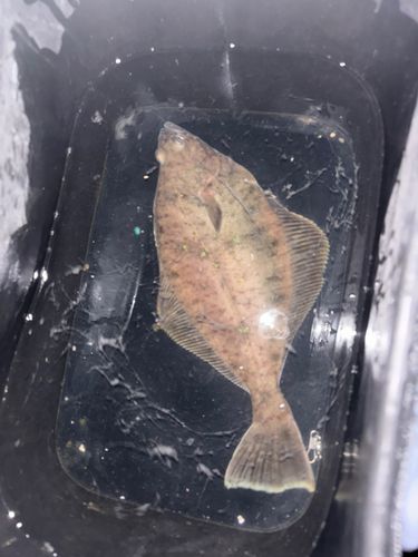 エテガレイの釣果