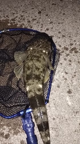 マゴチの釣果