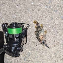 タケノコメバル