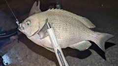 グレの釣果