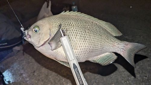 グレの釣果