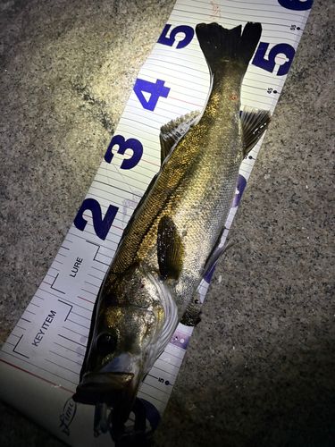 シーバスの釣果