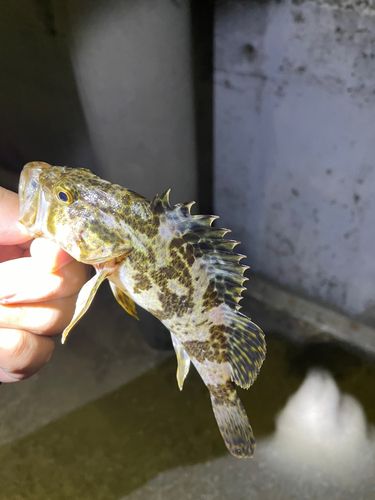 タケノコメバルの釣果