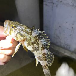 タケノコメバル